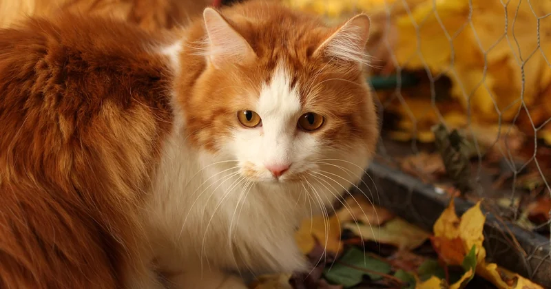 Was ist ein Bobtail eigentlich genau?