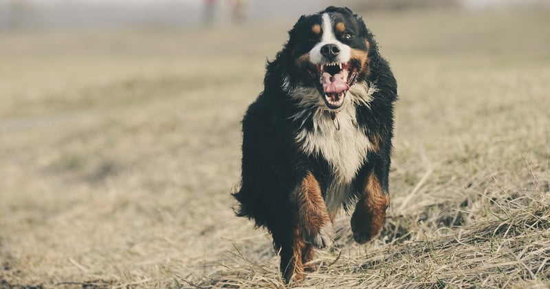 Schweizer Sennenhund: Alle 4 Rassen im Porträt mit Charakter