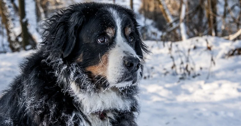 Der Berner Sennenhund: Schön, aber mit einem Preis