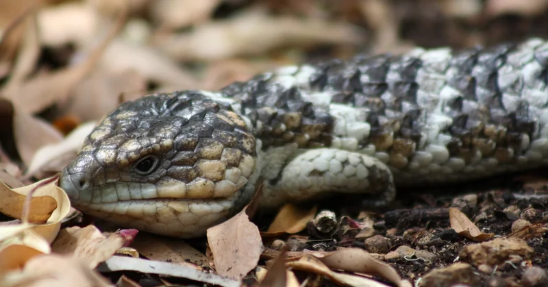 Bobtail Charakter: charmant, aber kein Kuscheltier