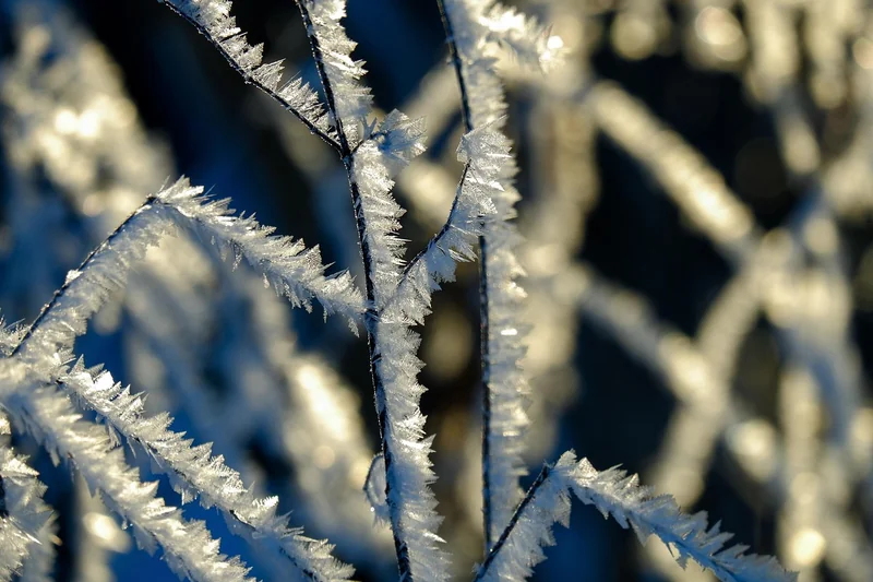 Was tun, wenn kein Frost kommt? Der Tiefkühl-Trick
